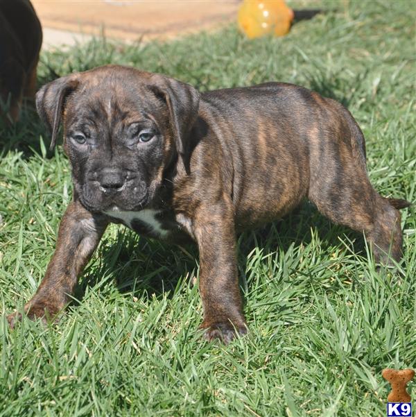 55+ Pit Bull Puppy Brindle - l2sanpiero